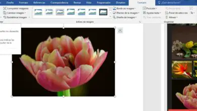 Photo of Cómo borrar el fondo de una imagen directamente desde Word o Powerpoint