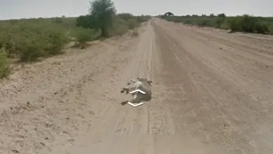 Photo of Google dit qu’il n’a pas écrasé un âne avec la voiture Street View