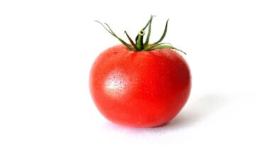 Photo of Comment mettre un fond blanc sur une photo à partir de votre téléphone portable gratuitement – Facile et rapide