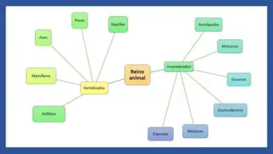 Photo of How to Make or Create Mind Map in Word Easily and Free